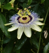 White Passion Flower, Blue Crown Passion Vine, Passiflora caerulea
